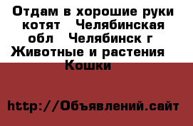 Отдам в хорошие руки котят - Челябинская обл., Челябинск г. Животные и растения » Кошки   
